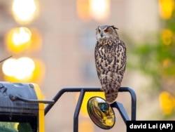 This photo provided by David Lei shows Flaco the owl, April 28, 2023, in New York. (Courtesy David Lei via AP)
