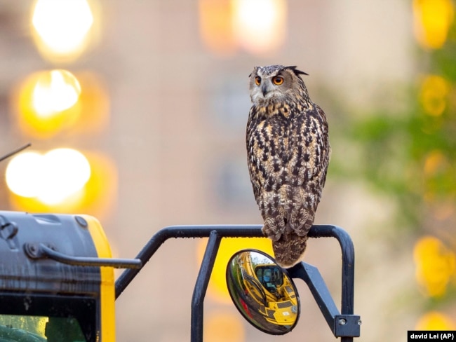 This photo provided by David Lei shows Flaco the owl, April 28, 2023, in New York. (Courtesy David Lei via AP)