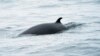 FILE - A minke whale swims in the waters of the Stellwagen Bank National Marine Sanctuary, near Gloucester, Massachusetts, May 10, 2018. Minke whales are the second smallest baleen whale and at full maturity may reach 7 or 8 meters in length. 