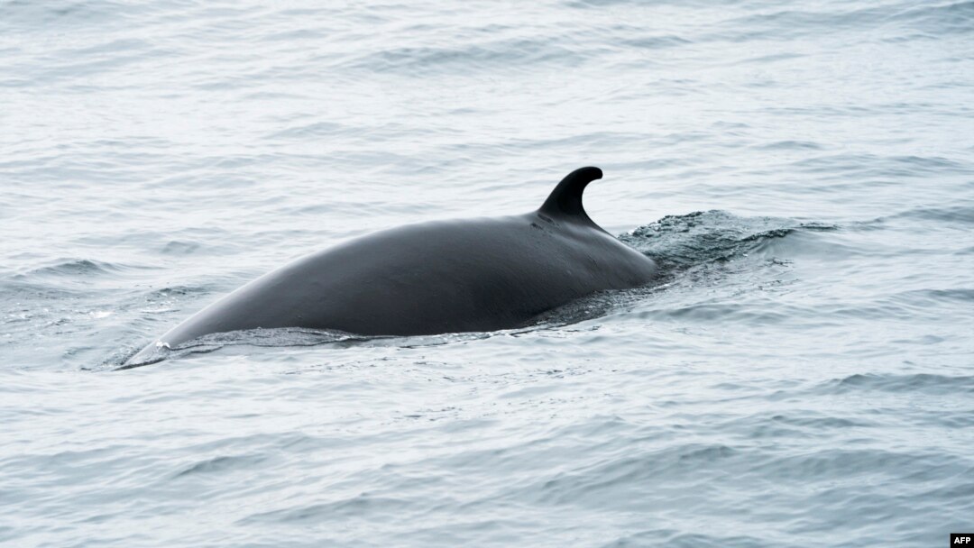 FILE - A minke whale swims in the waters of the Stellwagen Bank National Marine Sanctuary, near Gloucester, Massachusetts, May 10, 2018. Minke whales are the second smallest baleen whale and at full maturity may reach 7 or 8 meters in length. 