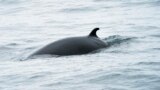 FILE - A minke whale swims in the waters of the Stellwagen Bank National Marine Sanctuary, near Gloucester, Massachusetts, May 10, 2018. Minke whales are the second smallest baleen whale and at full maturity may reach 7 or 8 meters in length. 