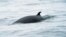 FILE - A minke whale swims in the waters of the Stellwagen Bank National Marine Sanctuary, near Gloucester, Massachusetts, May 10, 2018. Minke whales are the second smallest baleen whale and at full maturity may reach 7 or 8 meters in length. 