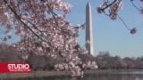 Japanske trešnje "procvjetale" Washington