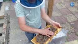 Londra'nın merkezinde arıcılık yapan Türk