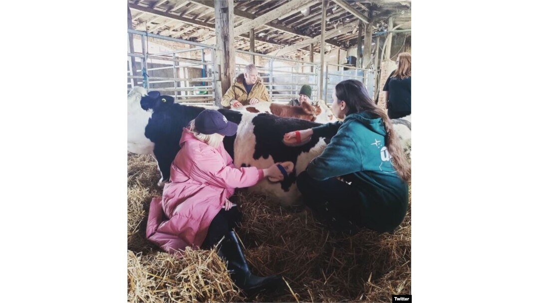 Menyikat bulu sapi di Dumble Farm, East Yorkshire, Inggris. (Twitter/@dumblefarm/)