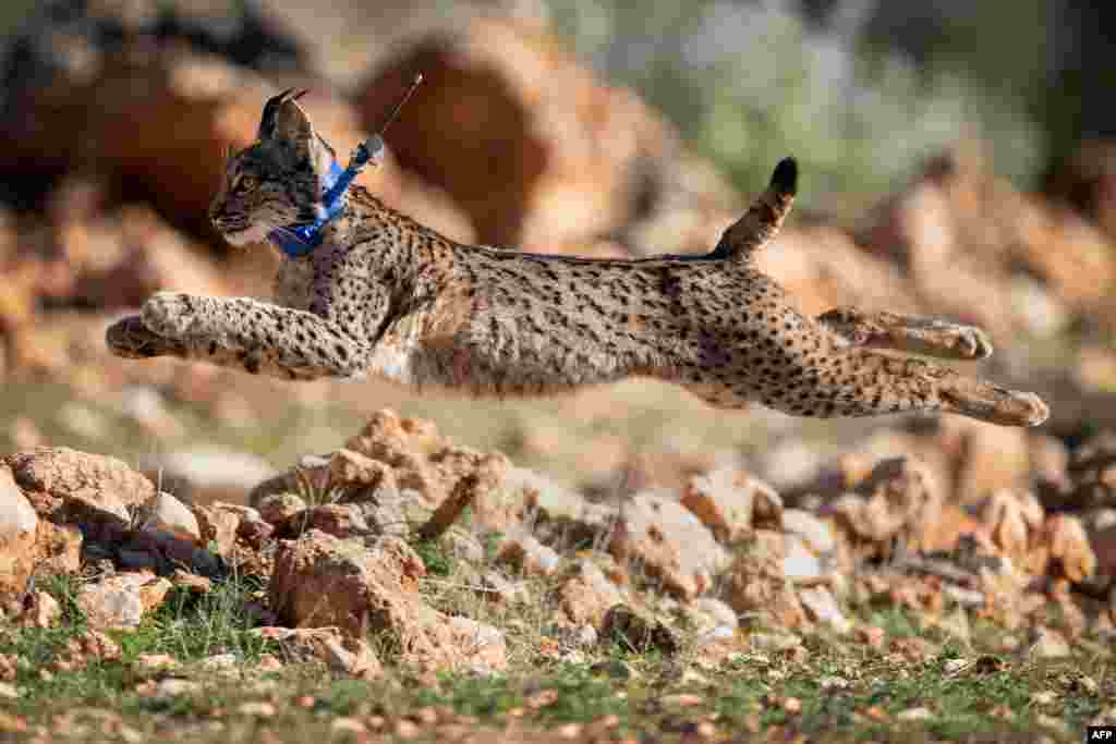 An Iberian lynx takes its first steps after being released in the Sierra de Arana mountain range, 40 km from Granada, in Iznalloz, Spain.