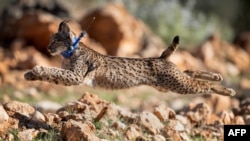 FILE - Seekor lynx Iberia dilepasliarkan di pegunungan Sierra de Arana, 40 kilometer dari Granada, Iznalloz, Spanyol, 20 Februari 2024.