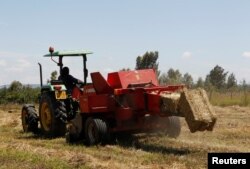 Traktor John Deere 5503 yang digerakkan dengan teknologi Hello Tractor yang menghubungkan petani dengan pemilik traktor, menjatuhkan jerami di sebuah peternakan di desa Umande di Nanyuki, Kenya, 4 Februari 2020. (REUTERS/Njeri Mwangi)