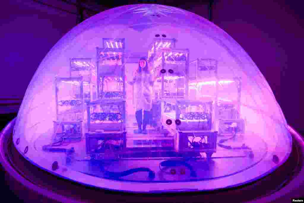 Основачката и извршната директорка на Interstellar Lab, Барбара Белвиси, позира во модул BioPod, високотехнолошка стаклена градина контролирана од вештачка интелигенција, дизајнирана да расте растенија и да развива земјоделство, да се бори против климатските промени и да се подготви за идниот живот на Марс, во Interstellar Lab&nbsp;во близина на Париз, Франција, 27 ноември 2023 година.