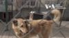 “Тварини, які пережили обстріли, все одно вірять людям”, – власниця притулку в Гостомелі. Відео