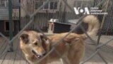 “Тварини, які пережили обстріли, все одно вірять людям”, – власниця притулку в Гостомелі. Відео