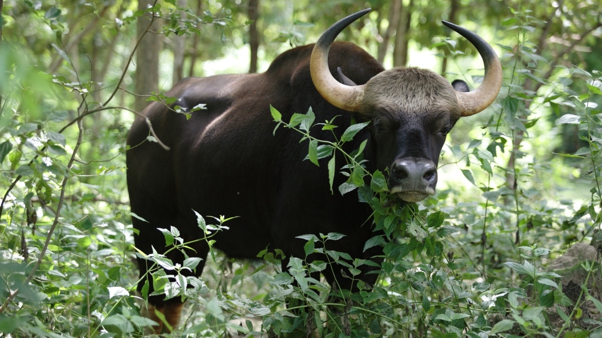 Report: Gold Mining Company Harming Cambodian Wildlife Sanctuary