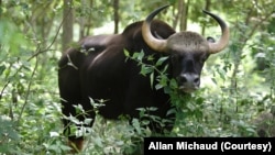 A gaur is one of the four endangered species further threatened by gold mining in a protected forest/wildlife sanctuary in Cambodia. (Photo: Allan Michaud via Bruno Manser Fonds)