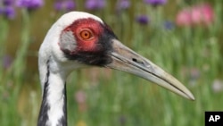 FILE - In this undated photo, Walnut, a white-naped crane, strolls through the gardens in her habitat at the Smithsonian’s National Zoo and Conservation Biology Institute in Washington.