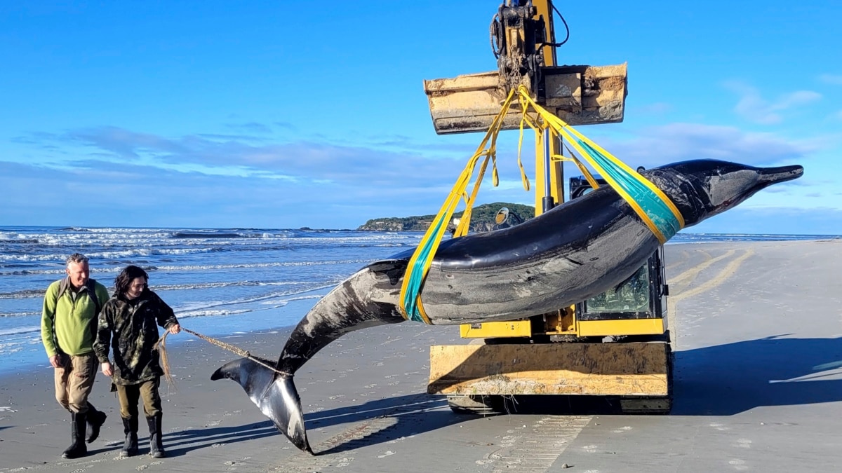 Rarest Whale in World Appears on New Zealand Beach