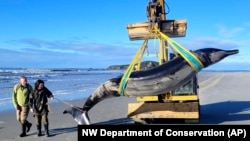 Department of Conservation rangers Jim Fyfe and Tūmai Cassidy walk alongside what is believed to be a rare spade-toothed whale, on July 5, 2024. (Department of Conservation via AP)
