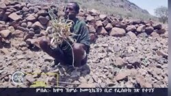 በዋግ ኽምራ ዞን በድርቅ ጉዳት የሞቱ የቤት እንስሳት ከ10ሺሕ እንደበለጠ ተነገረ