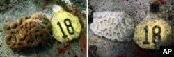 FILE - Images provided by NOAA and University of Miami show experimental corals on January 2023, left, and the same coral in July 2023, after suffering from bleaching near Miami, Florida. (Allyson DeMerlis, Michael Studivan/NOAA and the University of Miami via AP)
