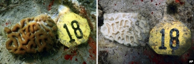 FILE - Images provided by NOAA and University of Miami show experimental corals on January 2023, left, and the same coral in July 2023, after suffering from bleaching near Miami, Florida. (Allyson DeMerlis, Michael Studivan/NOAA and the University of Miami via AP)