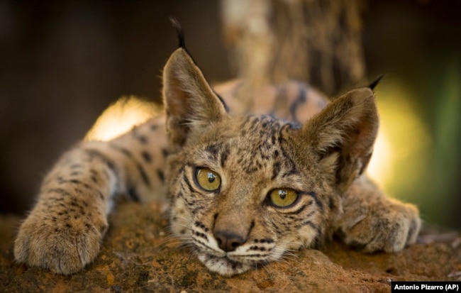 This Iberian lynx cub lives in the Doñana National Park, in Aznalcazar, Spain, Sept.28, 2018. (AP Photo/Antonio Pizarro)