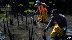 Workers transplant seedlings in a recovered mangrove forest, once part of a garbage dump, in Duque de Caxias, Brazil, July 25, 2023. 