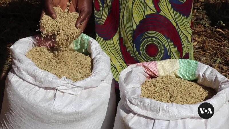 Malawi farmers learn food diversification to curb hunger