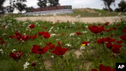 Anemone wildflowers bloom in Reim, southern Israel, Feb. 12, 2024.