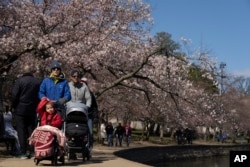 Visitantes caminan en los alrededores del Tidal Basin para ver las primeras flores de los cerezos Yoshino, el domingo 19 de marzo de 2023, en Washington. [Foto: (Foto: Manuel Balce Ceneta, AP]