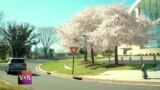 Tourists and Locals Gather in Washington DC for Cherry Blossoms