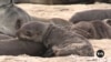 Ocean Waste Threatens Seal Population in Namibia
