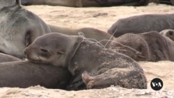 Namibia’s Seal Population at Risk Due to Ocean Waste