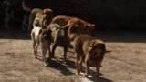 A group of dogs roams the streets of Srinagar, Jammu and Kashmir, India. (Wasim Nabi/VOA)