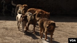 A group of dogs roams the streets of Srinagar, Jammu and Kashmir, India. (Wasim Nabi/VOA)