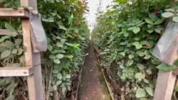 Así se cultivan las flores en Colombia