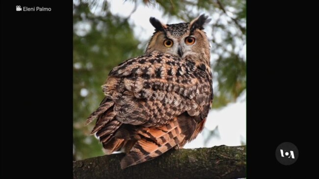 Eurasian Owl Still on the Fly a Year After Escaping New York Zoo