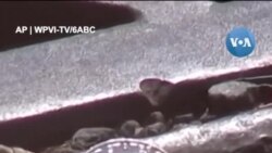 Trộm tẩu thoát sau khi cuỗm đi ít nhất 100.000 đô tiền xu