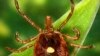 Studies: Meat Sickness from Tick Bites Getting More Common