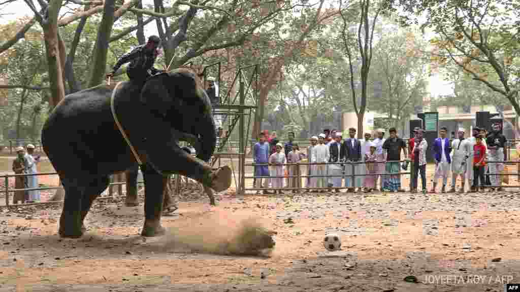 জাতীয় চিড়িয়াখানায় ছবিটি তোলা হয়েছিল ২০২০ সালের ২৪ ফেব্রুয়ারি। প্রাণী অধিকার সংগঠনগুলোর দাবির মুখে বন্ধ হয়েছে দর্শনার্থীদের হাতির পিঠে চড়া। 