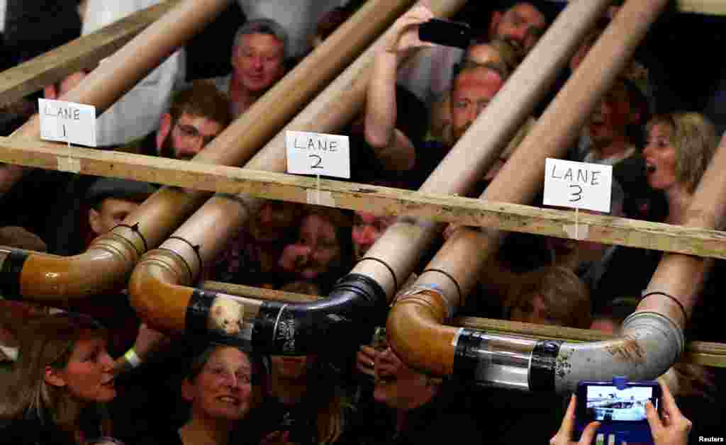 Spectators watch ferrets compete during a heat at the annual Ferret Racing Championship at the Craven Arms and Cruck Barn in Appletreewick, Britain, Feb. 7, 2024.