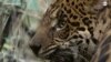 Jaguar boliviano en peligro por el tráfico ilegal que impacta a la especie. [Cortesía]