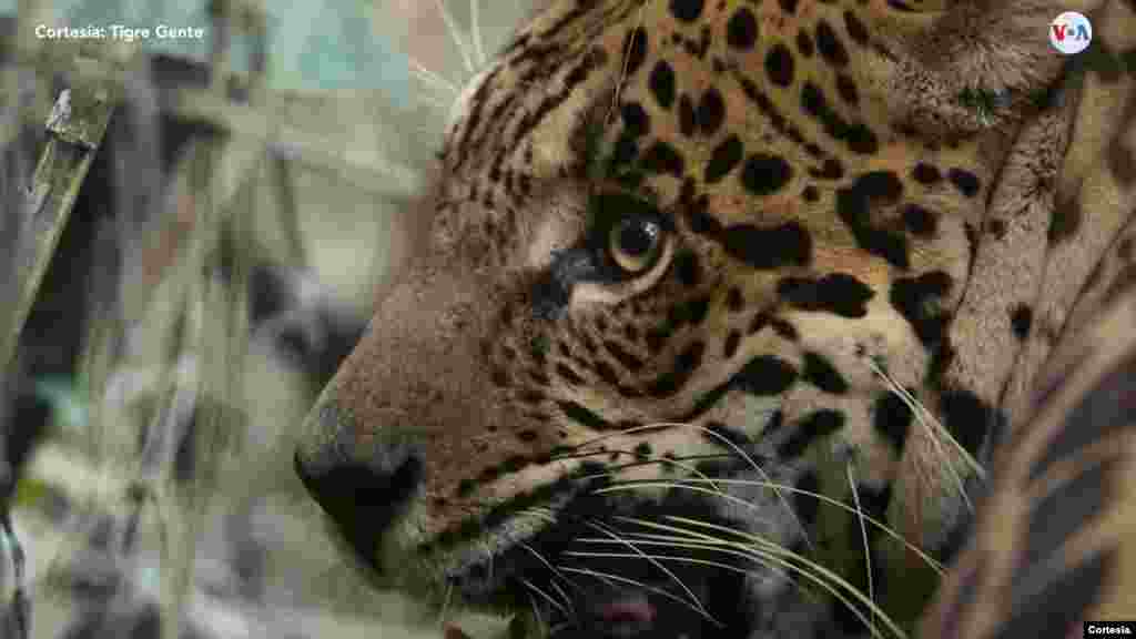 Jaguar boliviano en peligro por el mercado negro.