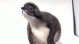 USA, San Diego, Little Blue Penguin hatched (Foto: Reuters)