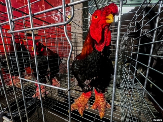 Dong Tao chickens, also known as "Dragon Chicken," are seen at Dong Tao village, in Hung Yen province, Vietnam, on January 31, 2024. (REUTERS/Minh Nguyen)