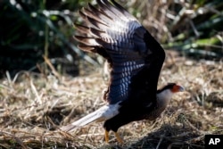 A Crested Caracara takes flight in a recovered mangrove forest, once part of a garbage dump, in Duque de Caxias, Brazil, July 25, 2023.
