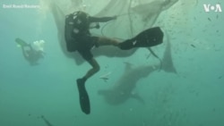 ငါးမန်းကြီး (၅)ကောင် အင်ဒိုရေငုပ်သမားတွေကယ်တင်
