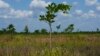 US Farmers Use Tree from India to Produce Proteins and Biofuel