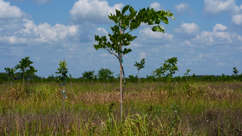 US Farmers Use Tree from India to Produce Proteins and Biofuel