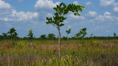 US Farmers Use Tree from India to Produce Proteins and Biofuel