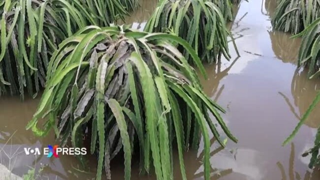 Mưa lũ nhấn chìm các trang trại thanh long của Việt Nam