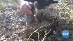 From Peril to Paradise: A South African Pangolin Gets a New Start